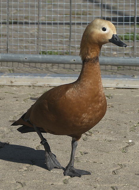 夺冠